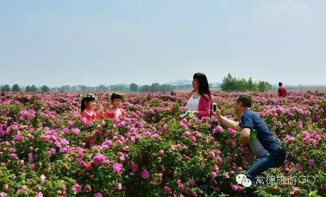 長沙市順世農林科技有限公司,湖(hú)南(nán)柑橘品種銷售,中國(guó)果樹(shù)網,常綠(lǜ)果樹(shù)類哪裡(lǐ)好(hǎo)