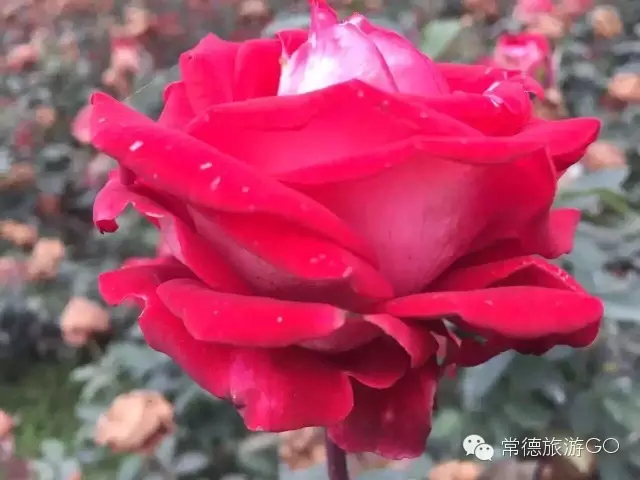 長沙市順世農林科技有限公司,湖(hú)南(nán)柑橘品種銷售,中國(guó)果樹(shù)網,常綠(lǜ)果樹(shù)類哪裡(lǐ)好(hǎo)