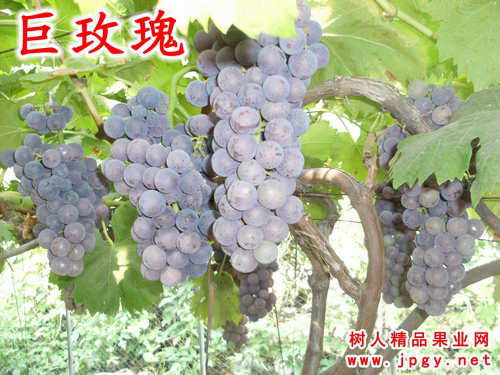 巨玫瑰