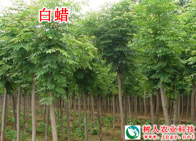 白(bái)蠟