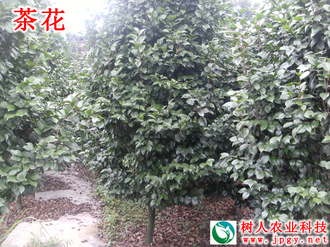 茶花(huā)