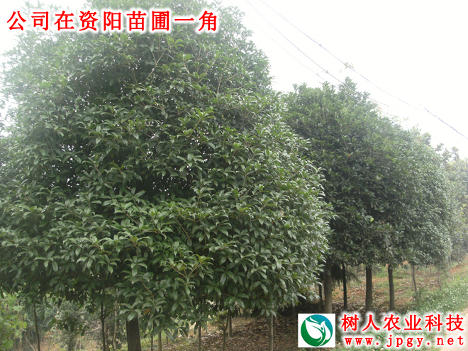 桂花(huā)