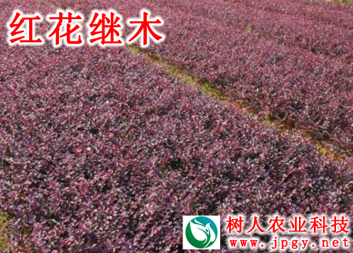 紅(hóng)花(huā)繼木(mù)