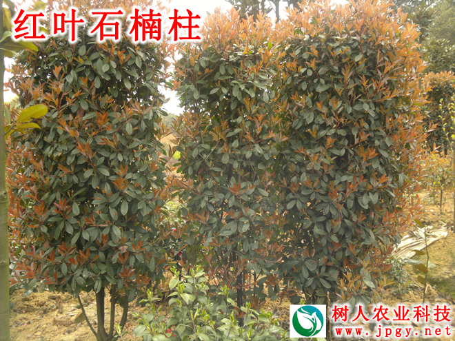 紅(hóng)葉石楠