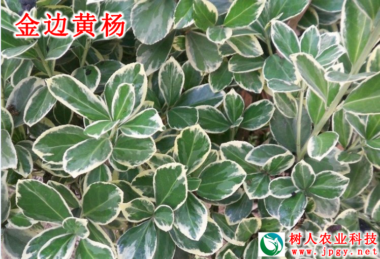金(jīn)邊黃(huáng)楊