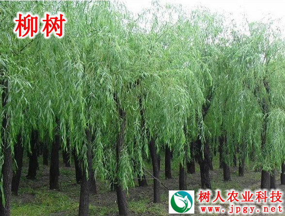 柳樹(shù)