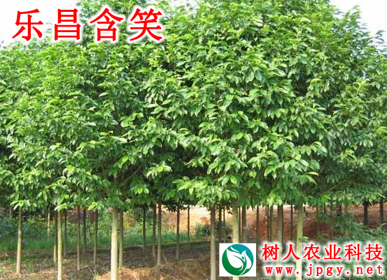 樂(yuè)昌含笑(xiào)