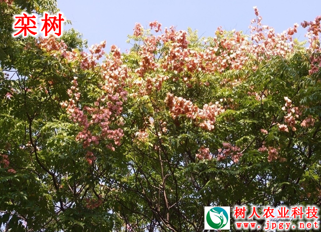 栾樹(shù)