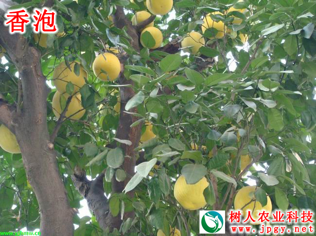 香泡