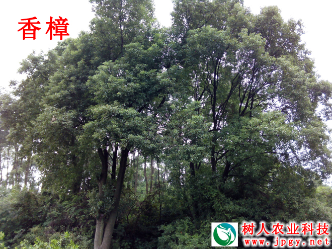 樟樹(shù)