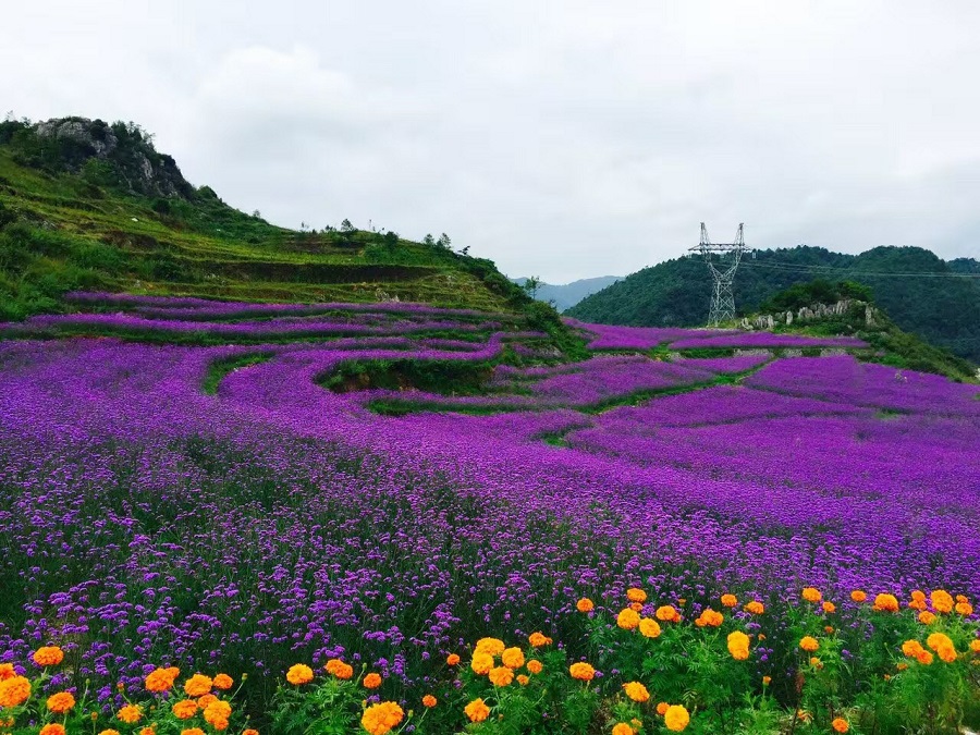 烏蒙花(huā)海(hǎi) ---野玉海(hǎi)國(guó)際旅遊度假區(qū)帕斯谷千畝玫瑰花(huā)海(hǎi)簡介