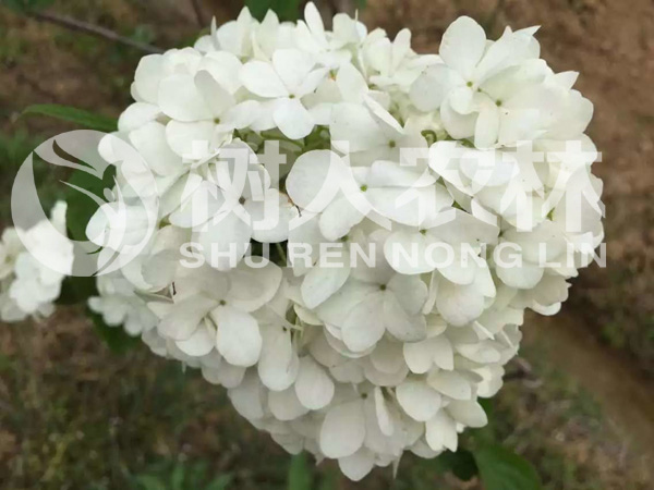 石闆灘基地(dì)珍稀花(huā)卉一(yī)角