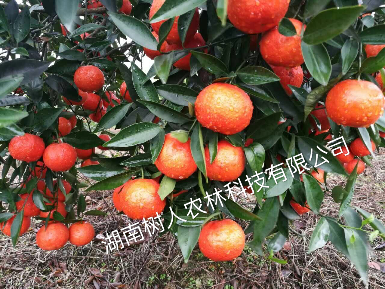 關于廣西(xī)永福縣韋昌裕僞造合同盜用(yòng)我公司世紀紅(hóng)名義擴散假苗、病毒苗的(de)違法行(xíng)徑的(de)緊急聲明(míng)