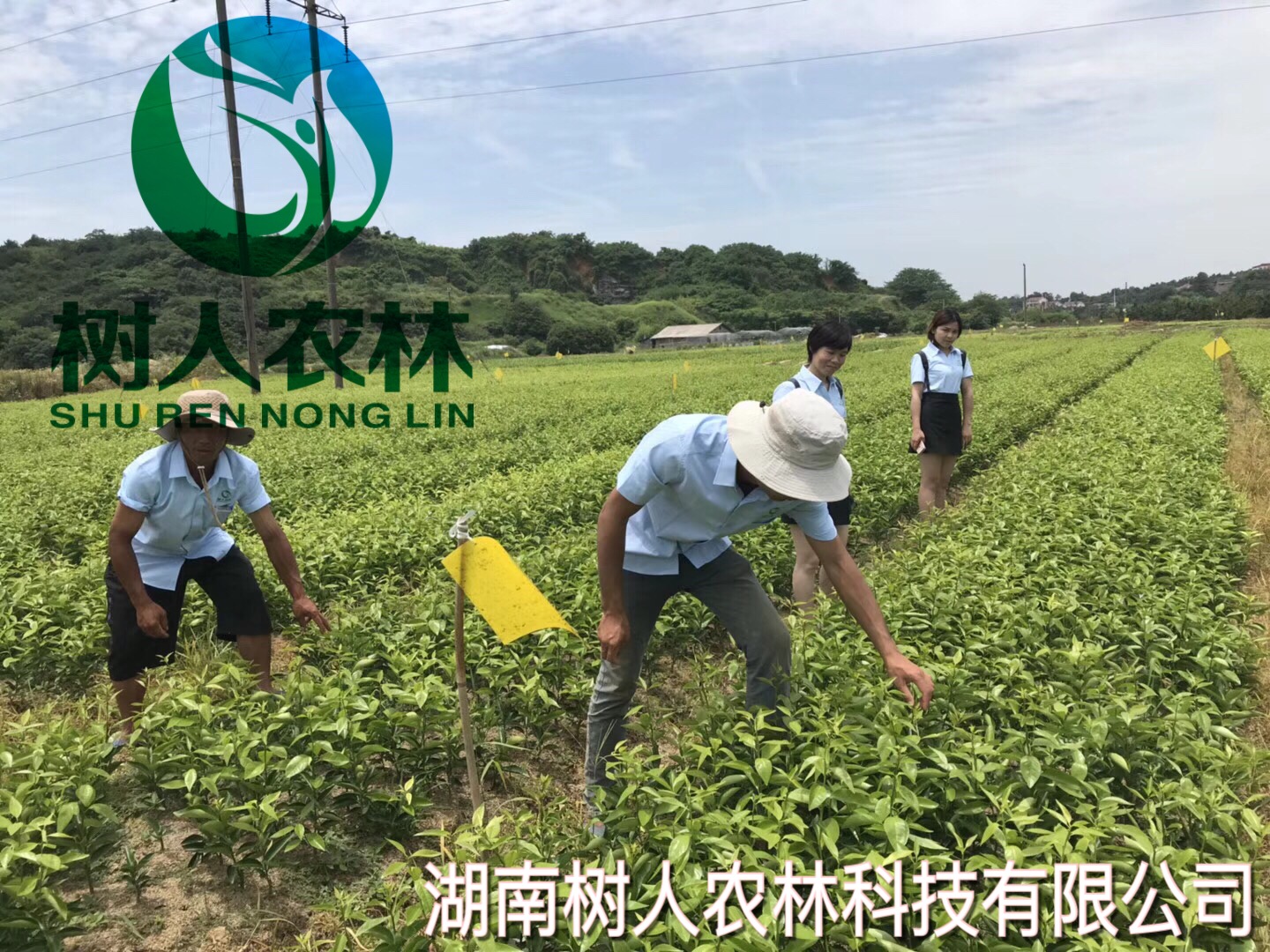 柑橘苗實拍(pāi)-7月(yuè)10日(rì)
