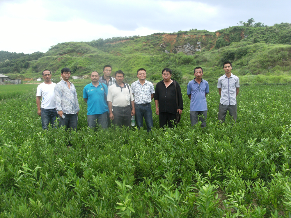 長沙市順世農林科技有限公司,湖(hú)南(nán)柑橘品種銷售,中國(guó)果樹(shù)網,常綠(lǜ)果樹(shù)類哪裡(lǐ)好(hǎo)
