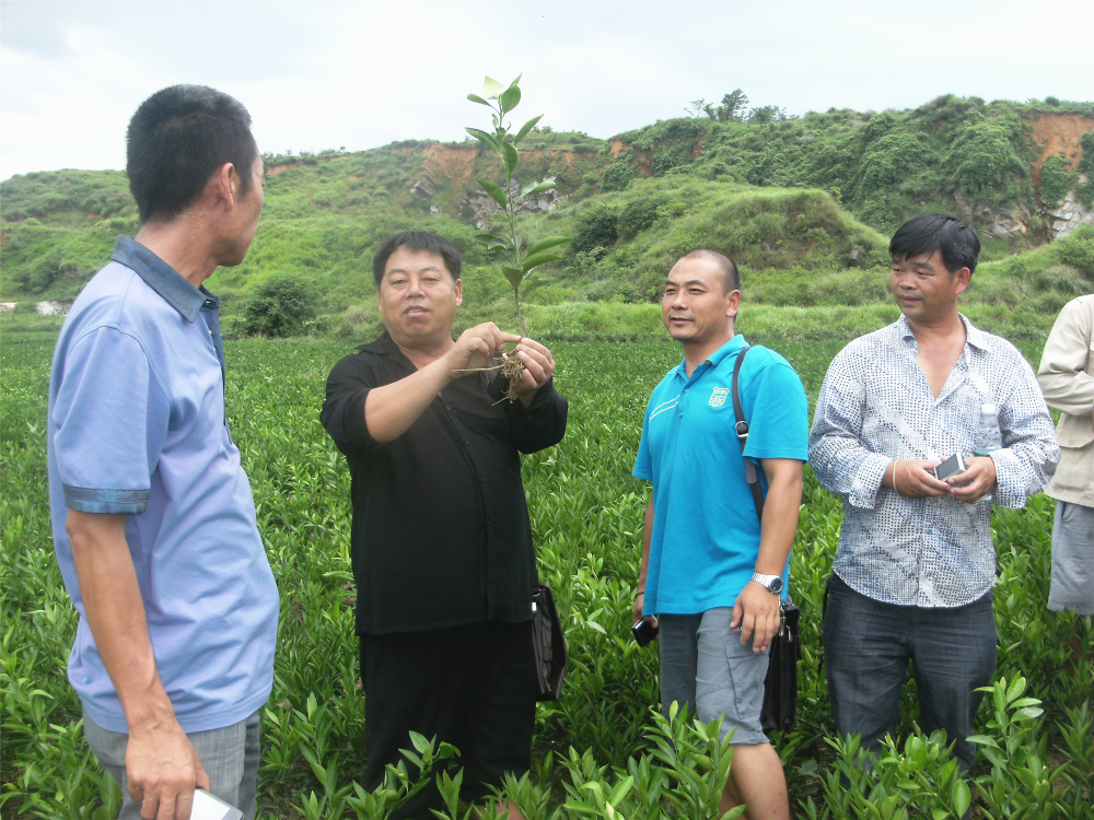 長沙市順世農林科技有限公司,湖(hú)南(nán)柑橘品種銷售,中國(guó)果樹(shù)網,常綠(lǜ)果樹(shù)類哪裡(lǐ)好(hǎo)