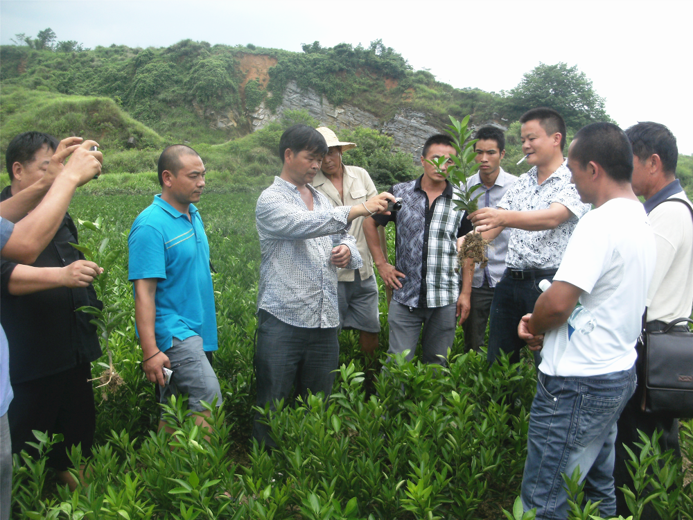 長沙市順世農林科技有限公司,湖(hú)南(nán)柑橘品種銷售,中國(guó)果樹(shù)網,常綠(lǜ)果樹(shù)類哪裡(lǐ)好(hǎo)