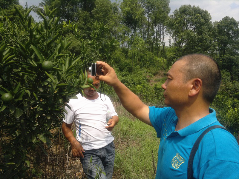 長沙市順世農林科技有限公司,湖(hú)南(nán)柑橘品種銷售,中國(guó)果樹(shù)網,常綠(lǜ)果樹(shù)類哪裡(lǐ)好(hǎo)