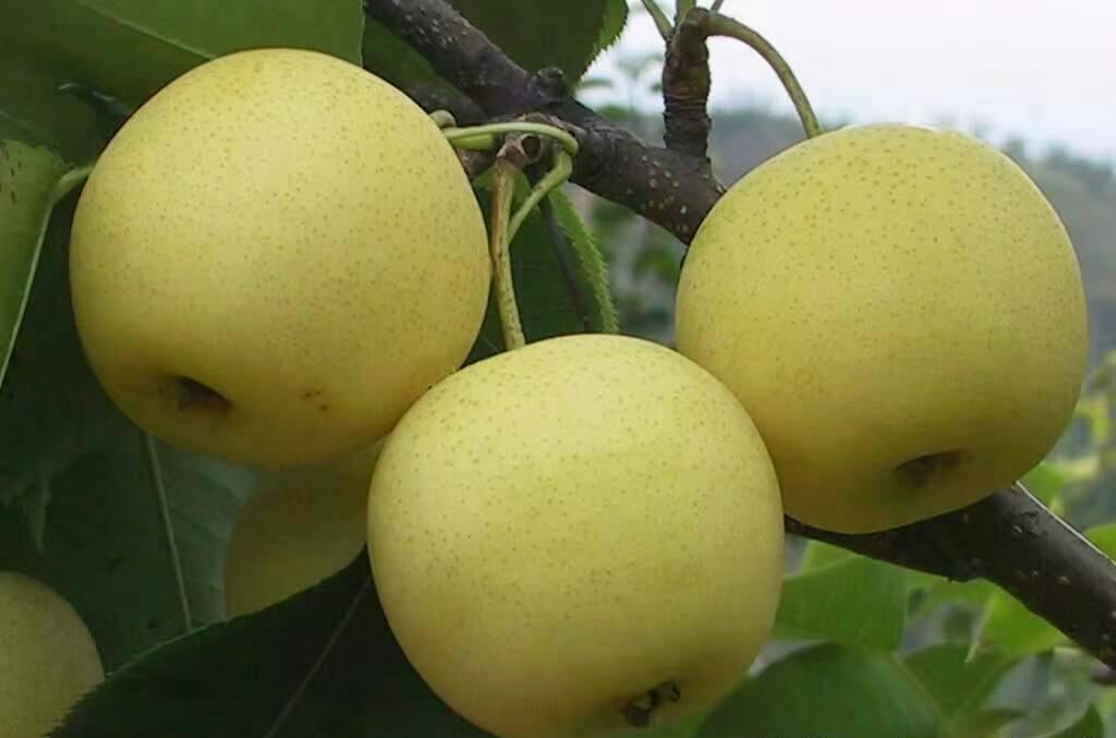 梨樹(shù)7月(yuè)-12月(yuè)病蟲害防治指南(nán)