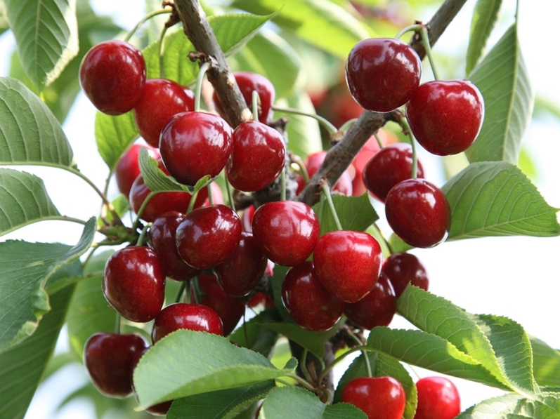 櫻桃栽培技(jì)術(shù)