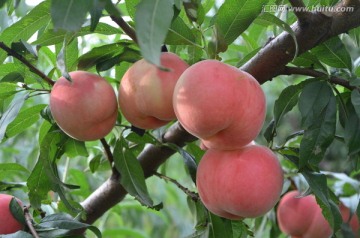 選品種定苗木(mù),栽桃關鍵是(shì)技(jì)術(shù)