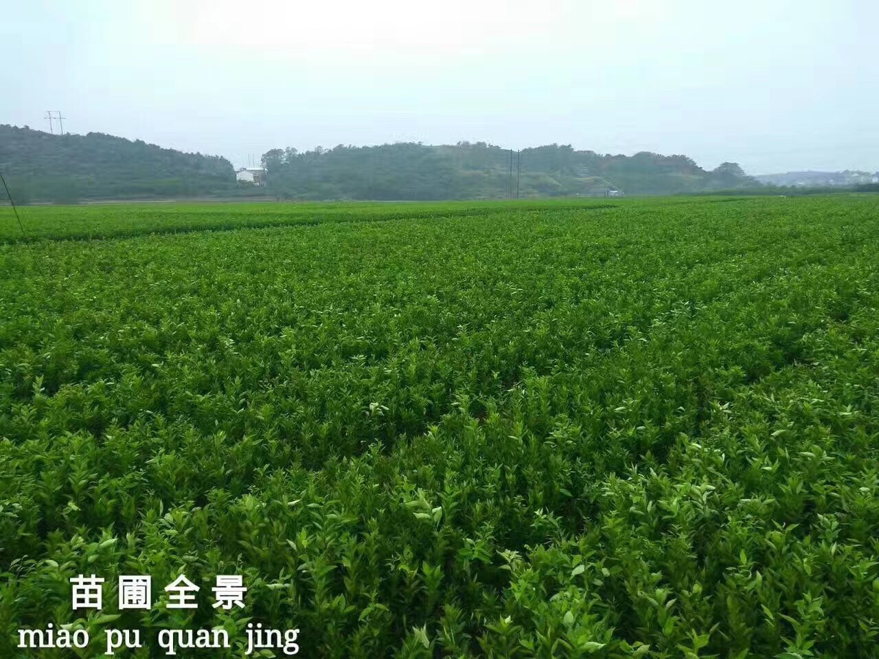 建園技(jì)術(shù)