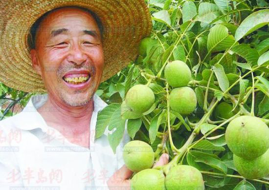 退休教師(shī)成核桃專家(jiā) 發展立體(tǐ)種植年(nián)入近(jìn)百萬