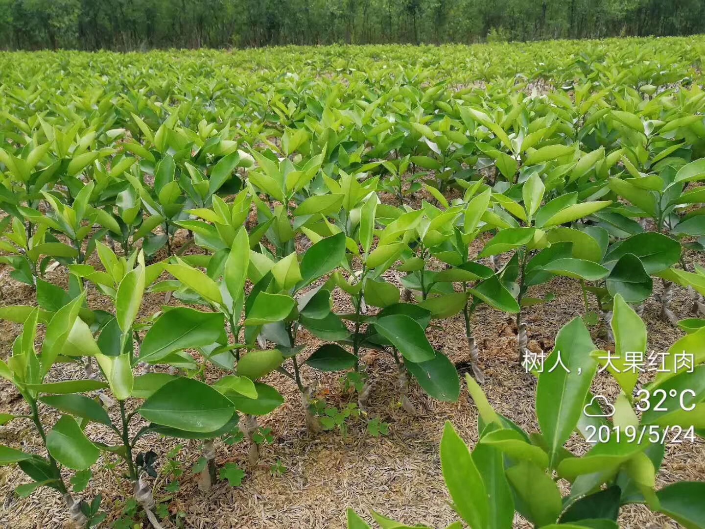 長沙市順世農林科技有限公司,湖(hú)南(nán)柑橘品種銷售,中國(guó)果樹(shù)網,常綠(lǜ)果樹(shù)類哪裡(lǐ)好(hǎo)