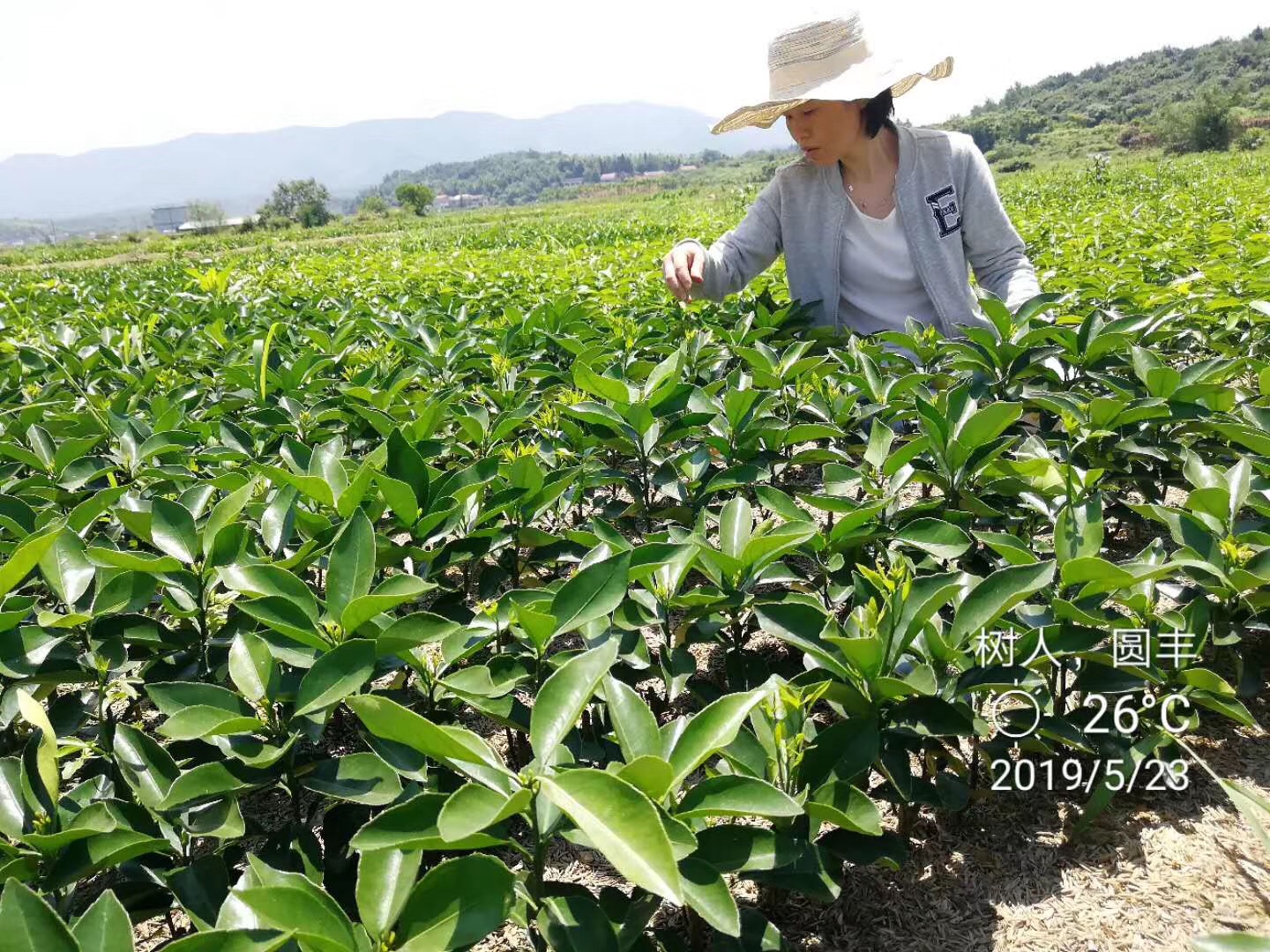樹(shù)人(rén)公司2019年(nián)500萬柑橘苗兒(ér)初長(cháng)成