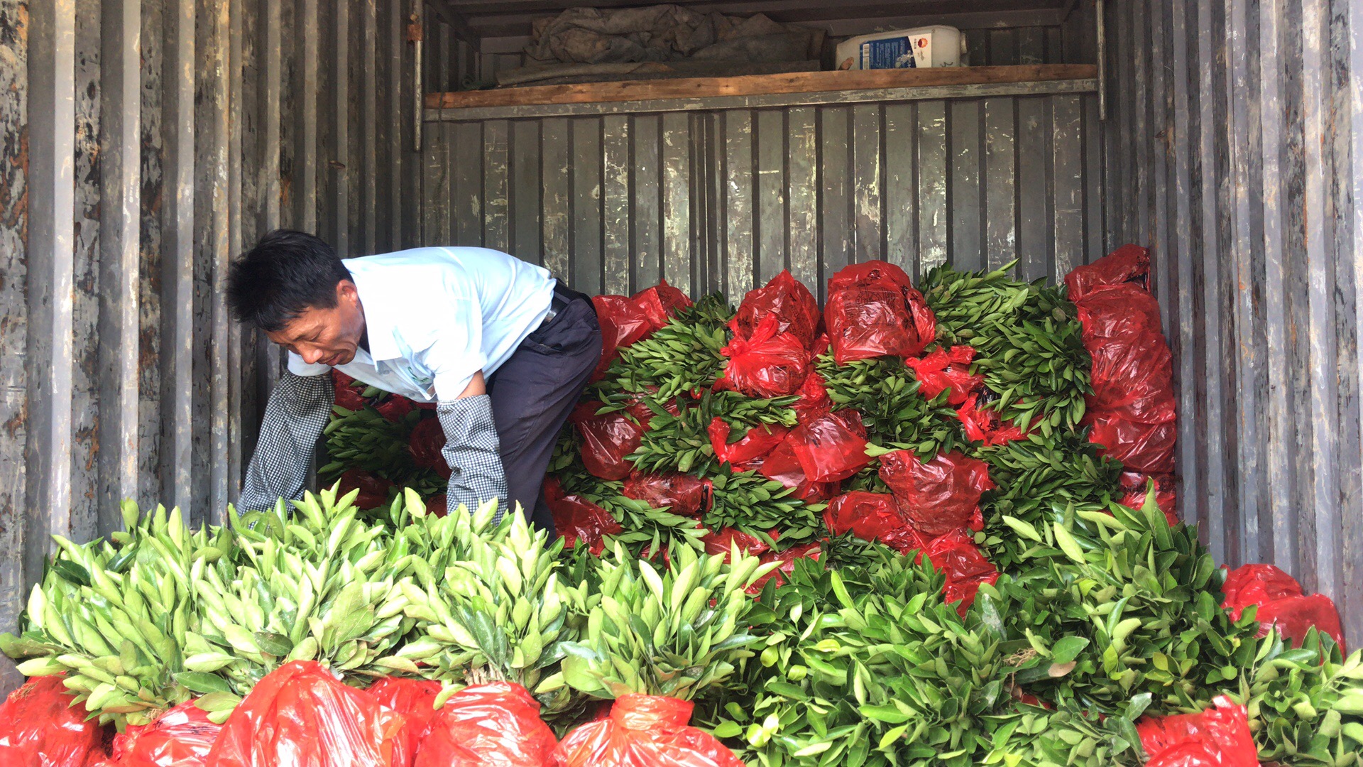 長沙市順世農林科技有限公司,湖(hú)南(nán)柑橘品種銷售,中國(guó)果樹(shù)網,常綠(lǜ)果樹(shù)類哪裡(lǐ)好(hǎo)