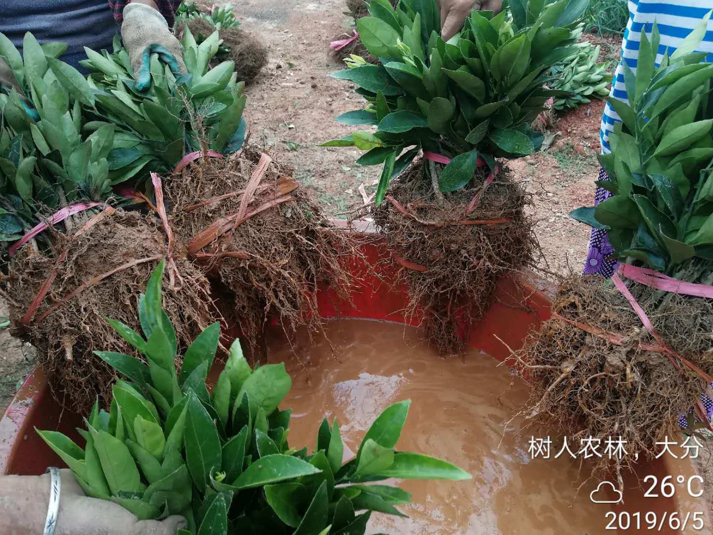 長沙市順世農林科技有限公司,湖(hú)南(nán)柑橘品種銷售,中國(guó)果樹(shù)網,常綠(lǜ)果樹(shù)類哪裡(lǐ)好(hǎo)