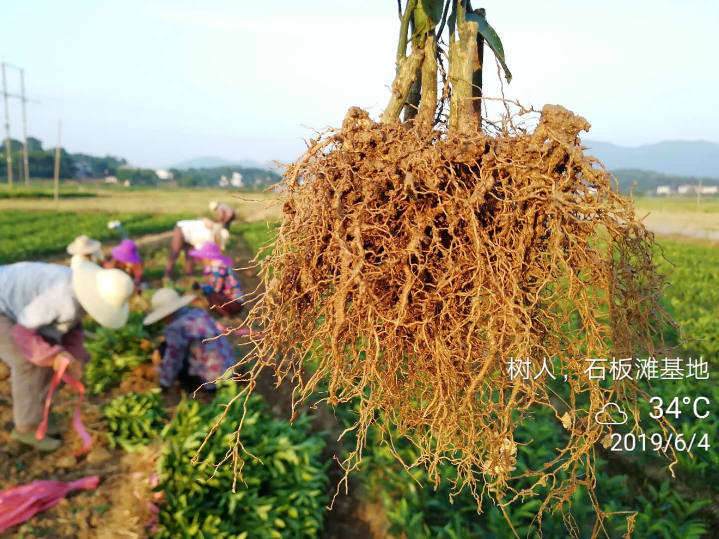 烈日(rì)炎炎，5萬株柑橘苗出貨！