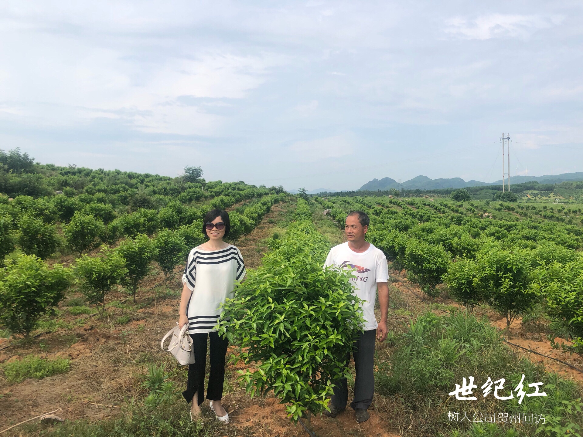 長沙市順世農林科技有限公司,湖(hú)南(nán)柑橘品種銷售,中國(guó)果樹(shù)網,常綠(lǜ)果樹(shù)類哪裡(lǐ)好(hǎo)