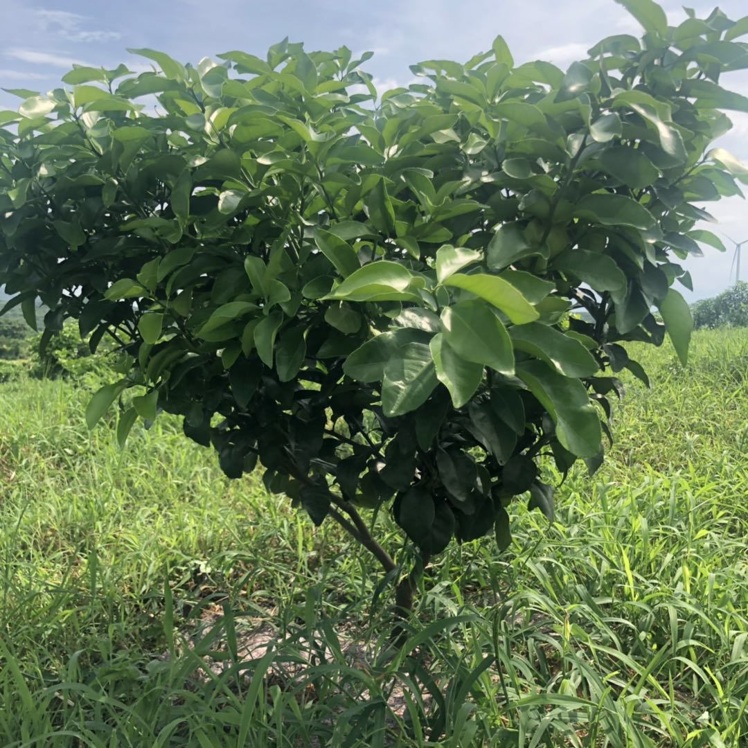 長沙市順世農林科技有限公司,湖(hú)南(nán)柑橘品種銷售,中國(guó)果樹(shù)網,常綠(lǜ)果樹(shù)類哪裡(lǐ)好(hǎo)