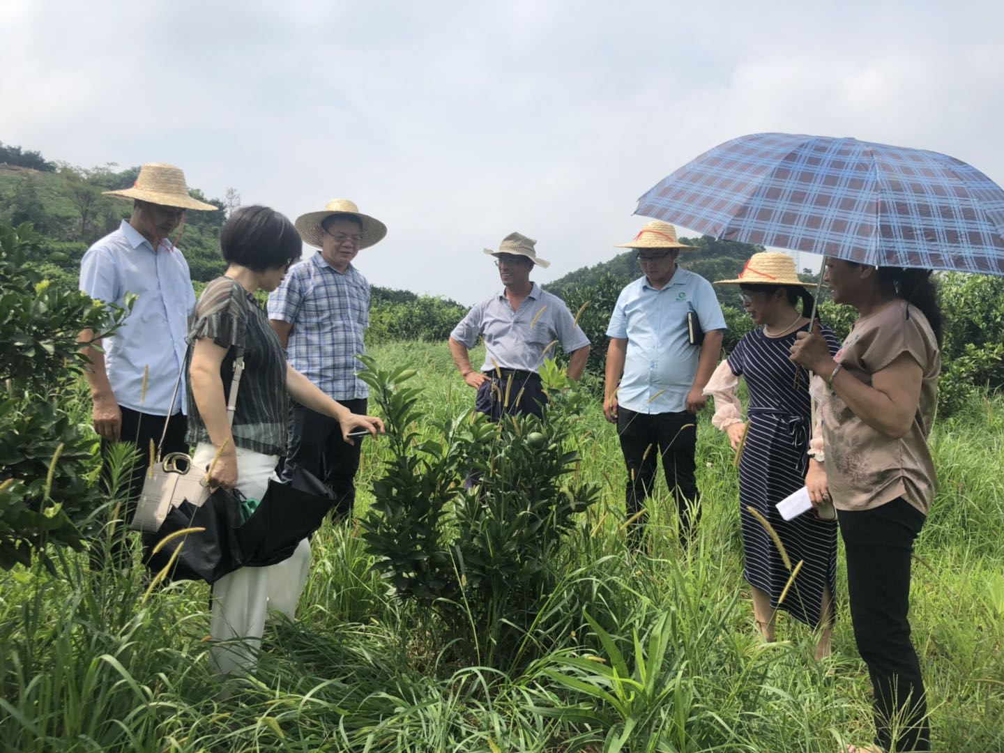 長沙市順世農林科技有限公司,湖(hú)南(nán)柑橘品種銷售,中國(guó)果樹(shù)網,常綠(lǜ)果樹(shù)類哪裡(lǐ)好(hǎo)