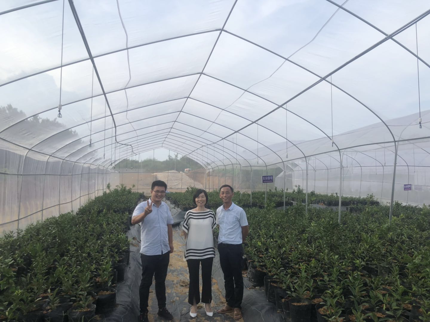 長沙市順世農林科技有限公司,湖(hú)南(nán)柑橘品種銷售,中國(guó)果樹(shù)網,常綠(lǜ)果樹(shù)類哪裡(lǐ)好(hǎo)