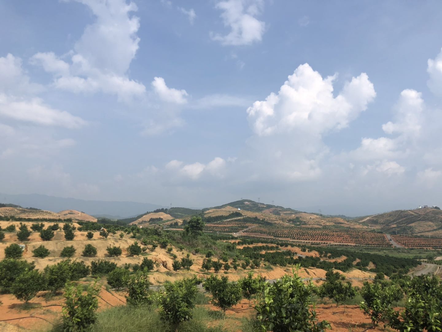 長沙市順世農林科技有限公司,湖(hú)南(nán)柑橘品種銷售,中國(guó)果樹(shù)網,常綠(lǜ)果樹(shù)類哪裡(lǐ)好(hǎo)