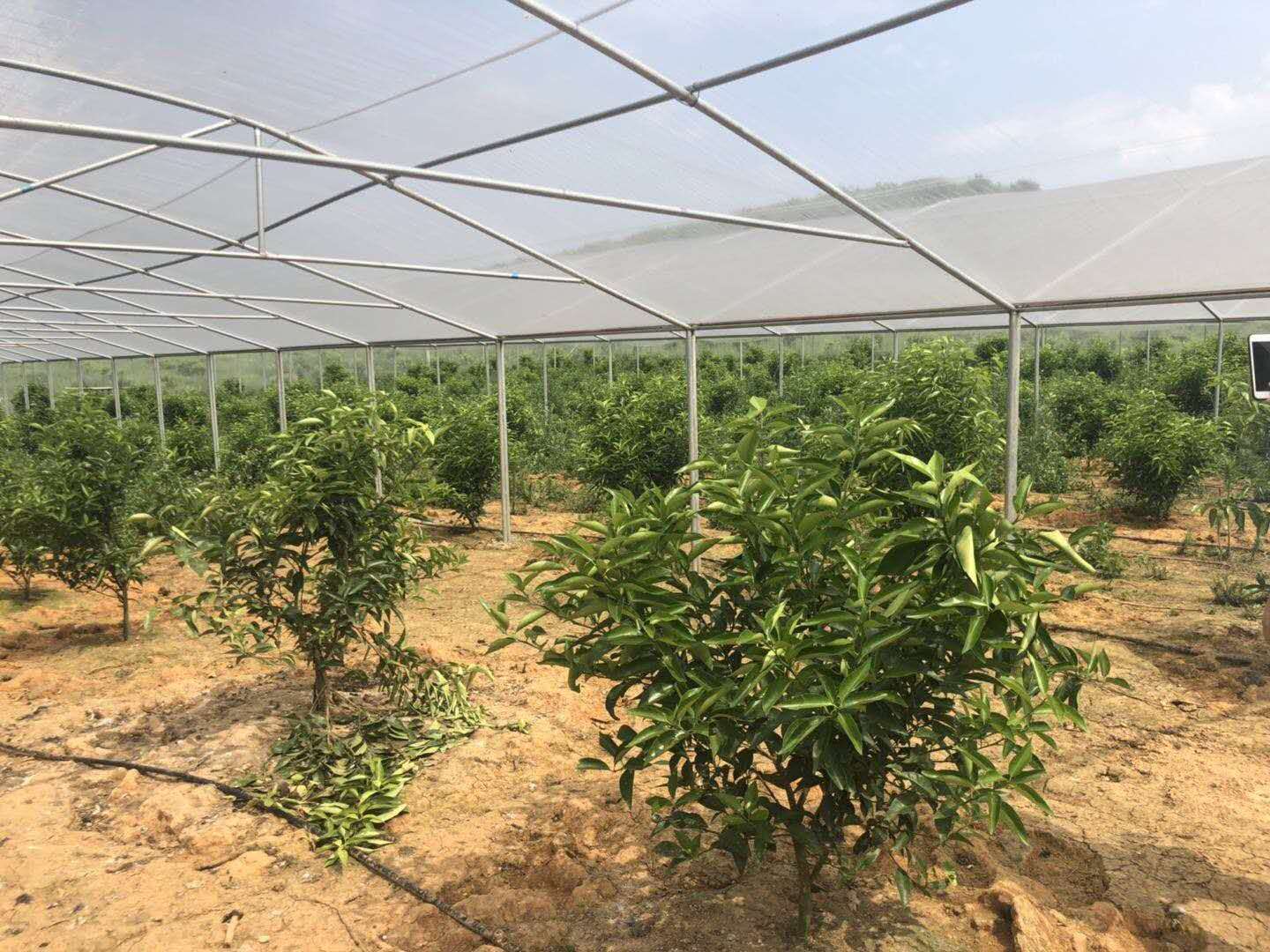 長沙市順世農林科技有限公司,湖(hú)南(nán)柑橘品種銷售,中國(guó)果樹(shù)網,常綠(lǜ)果樹(shù)類哪裡(lǐ)好(hǎo)