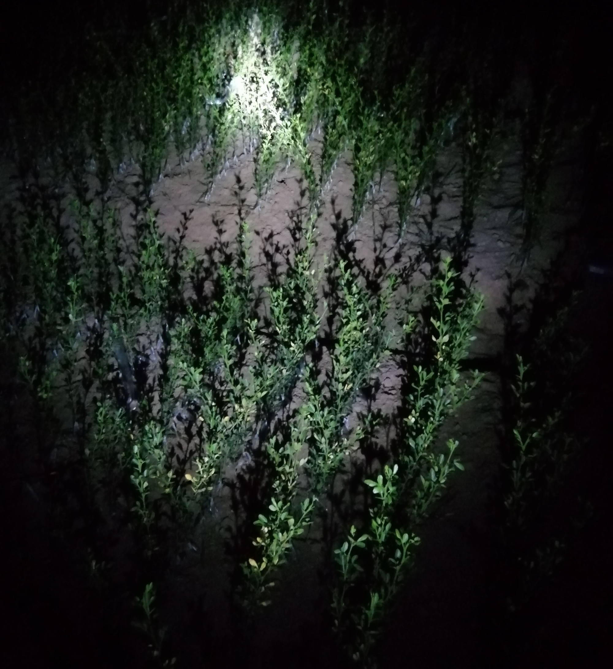 長沙市順世農林科技有限公司,湖(hú)南(nán)柑橘品種銷售,中國(guó)果樹(shù)網,常綠(lǜ)果樹(shù)類哪裡(lǐ)好(hǎo)