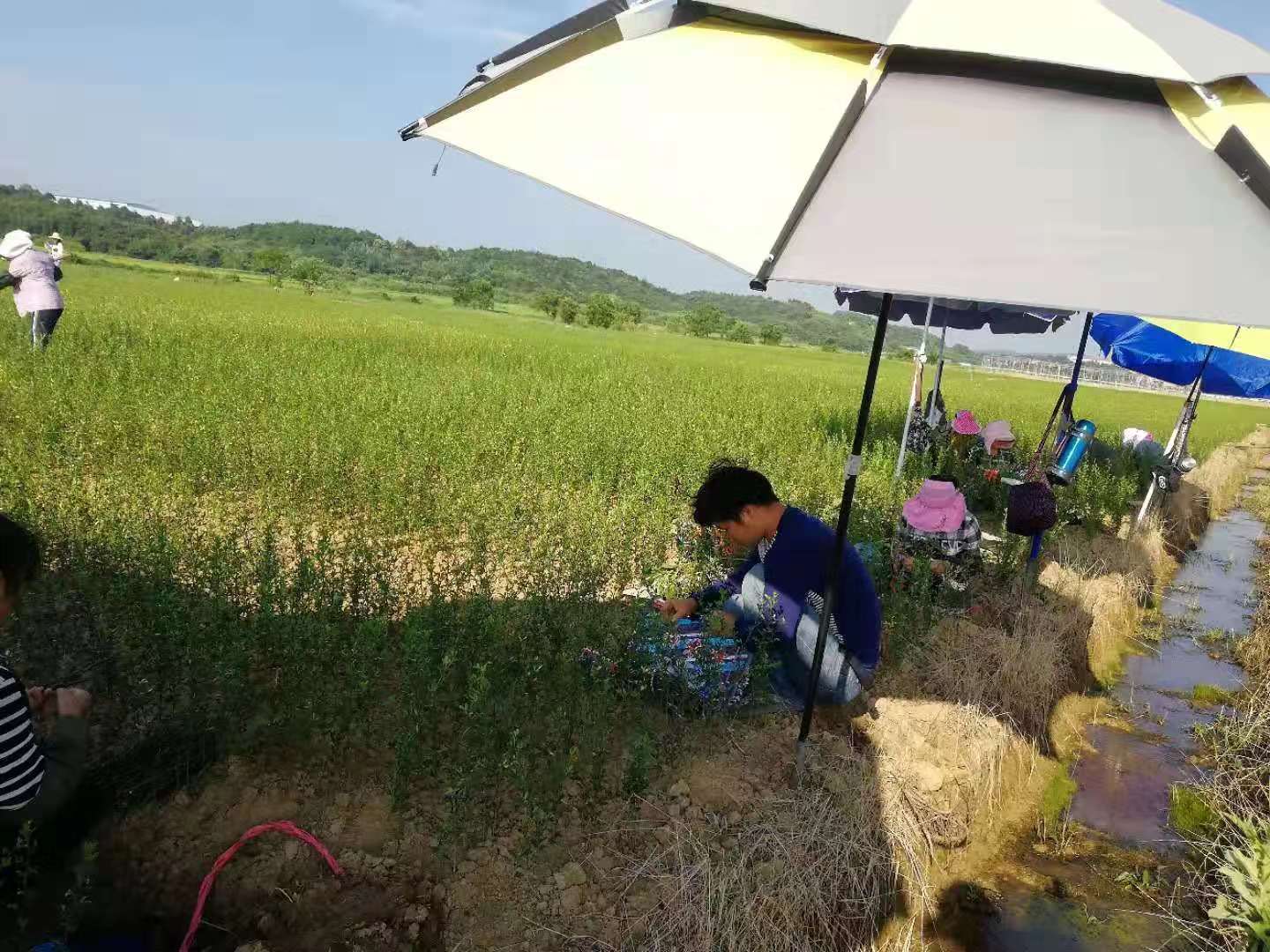 長沙市順世農林科技有限公司,湖(hú)南(nán)柑橘品種銷售,中國(guó)果樹(shù)網,常綠(lǜ)果樹(shù)類哪裡(lǐ)好(hǎo)