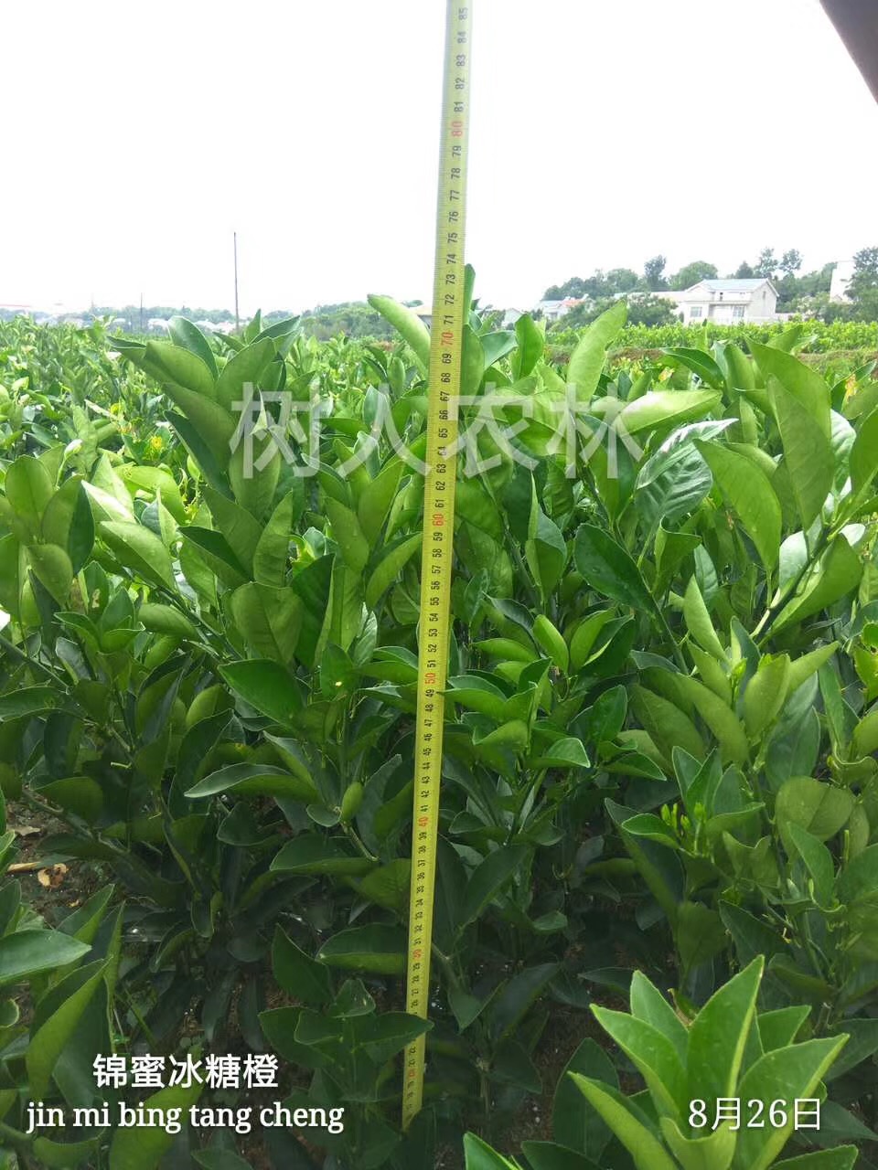 長沙市順世農林科技有限公司,湖(hú)南(nán)柑橘品種銷售,中國(guó)果樹(shù)網,常綠(lǜ)果樹(shù)類哪裡(lǐ)好(hǎo)