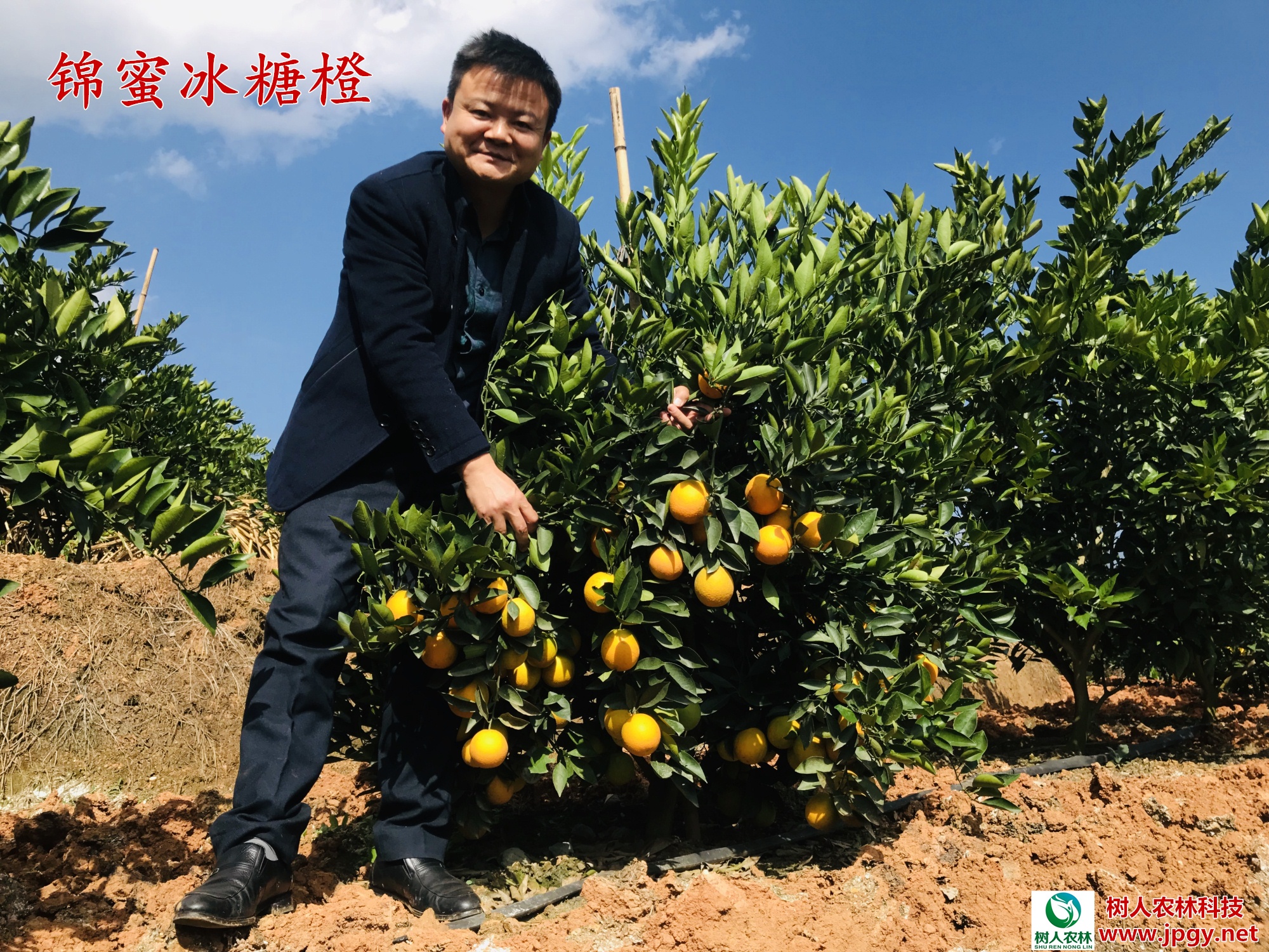 長沙市順世農林科技有限公司,湖(hú)南(nán)柑橘品種銷售,中國(guó)果樹(shù)網,常綠(lǜ)果樹(shù)類哪裡(lǐ)好(hǎo)