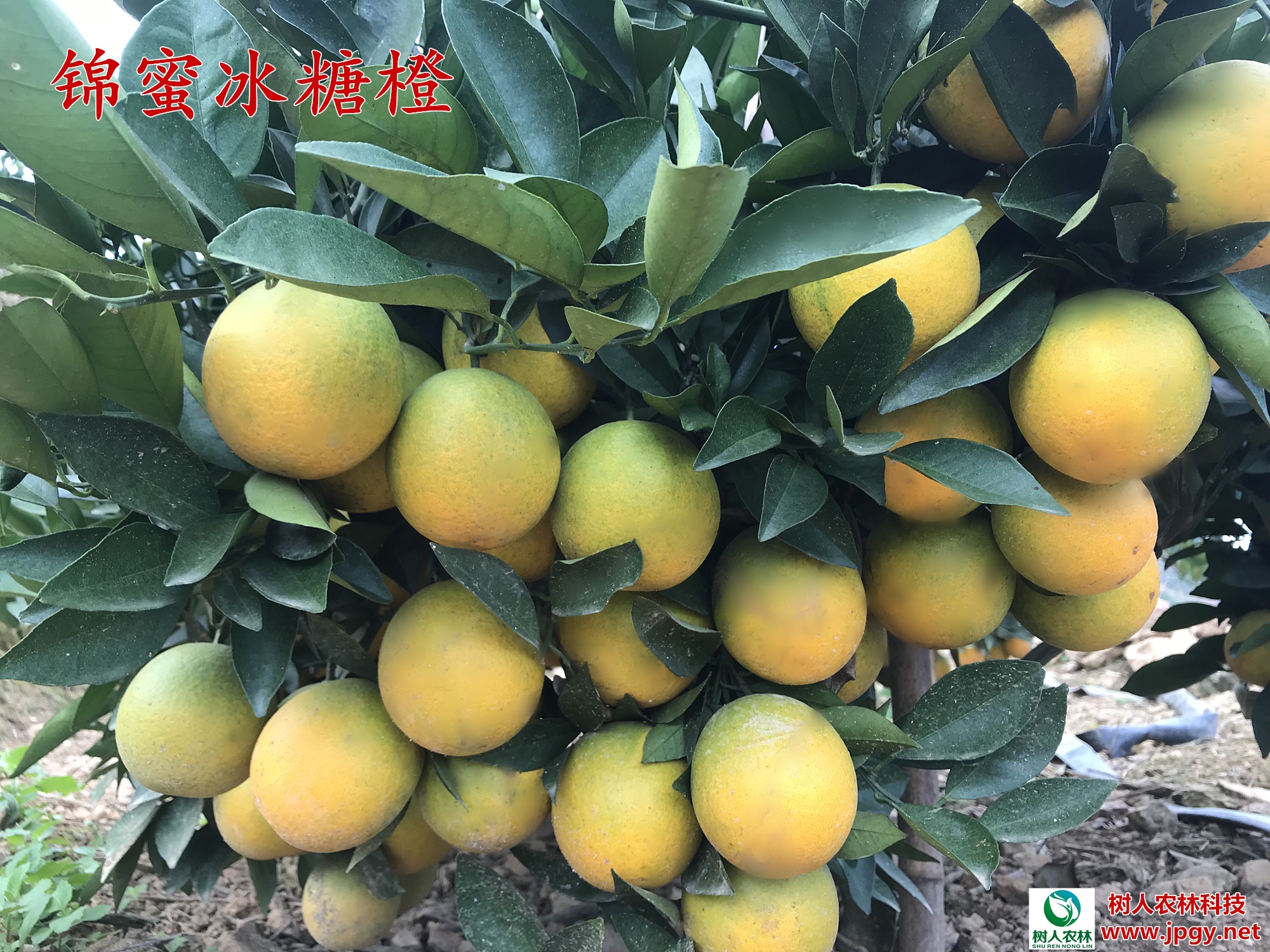 滿園碩果似錦，肉質甘甜如(rú)蜜