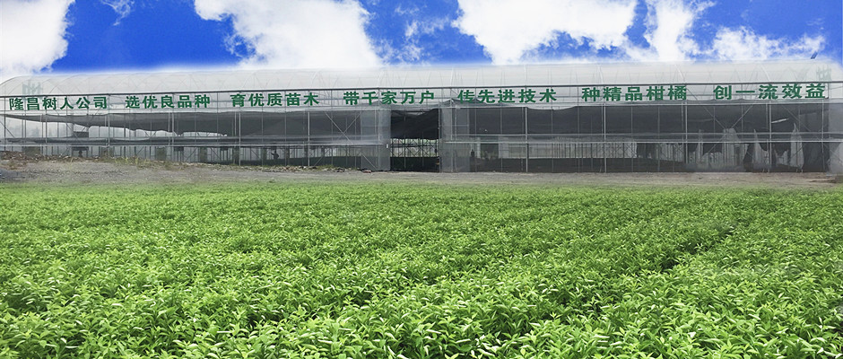 柑橘品種