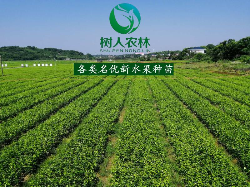 隆昌樹(shù)人(rén)農(nóng)業(yè)科(kē)技(jì)有(yǒu)限公司