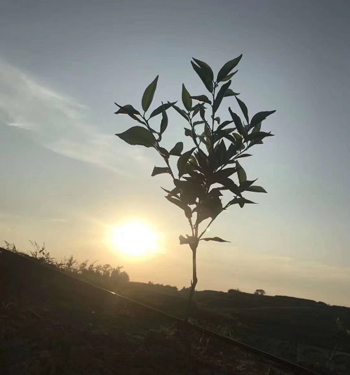 長沙市順世農林科技有限公司,湖(hú)南(nán)柑橘品種銷售,中國(guó)果樹(shù)網,常綠(lǜ)果樹(shù)類哪裡(lǐ)好(hǎo)