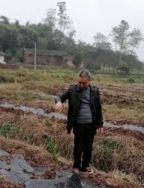 長沙市順世農林科技有限公司,湖(hú)南(nán)柑橘品種銷售,中國(guó)果樹(shù)網,常綠(lǜ)果樹(shù)類哪裡(lǐ)好(hǎo)