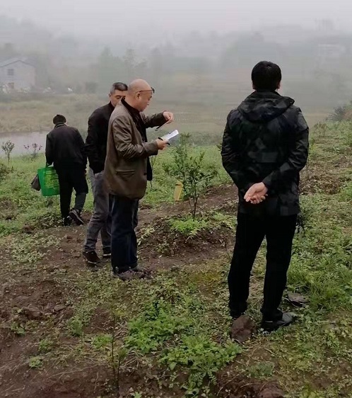 長沙市順世農林科技有限公司,湖(hú)南(nán)柑橘品種銷售,中國(guó)果樹(shù)網,常綠(lǜ)果樹(shù)類哪裡(lǐ)好(hǎo)