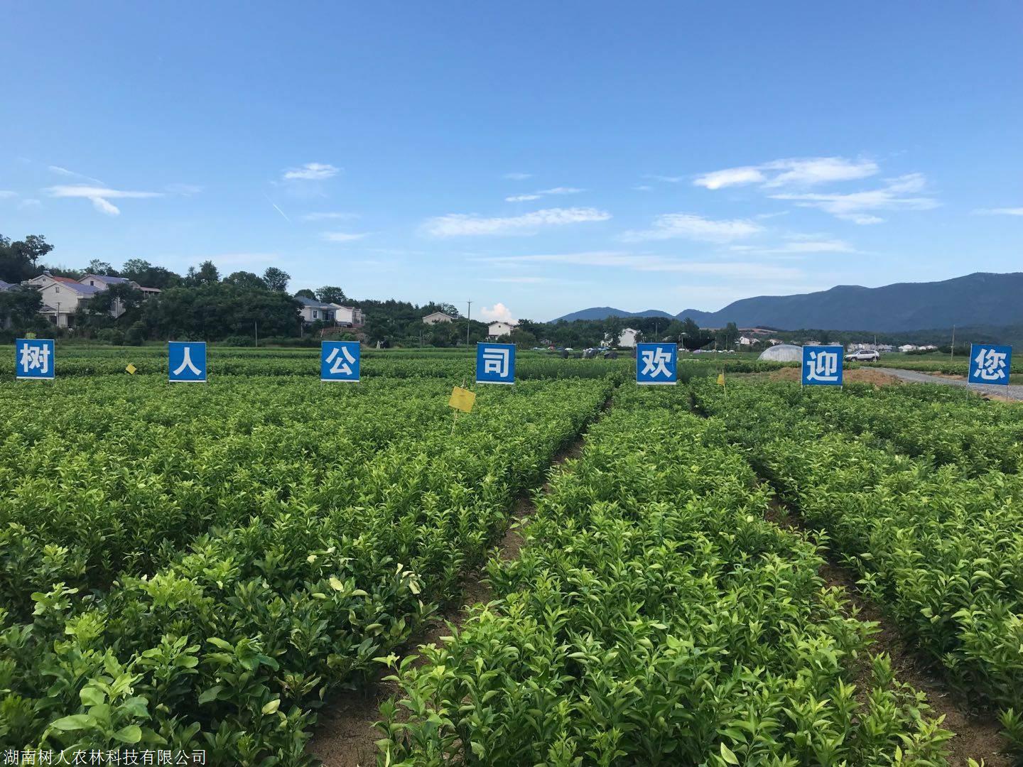 長沙市順世農林科技有限公司,湖(hú)南(nán)柑橘品種銷售,中國(guó)果樹(shù)網,常綠(lǜ)果樹(shù)類哪裡(lǐ)好(hǎo)