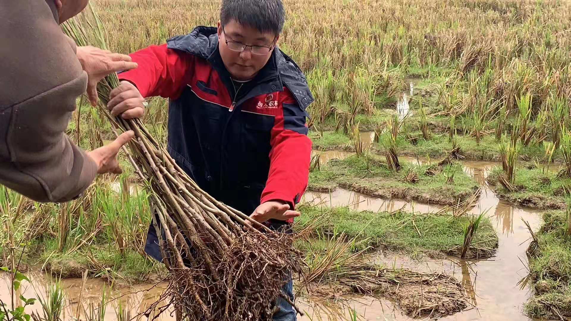 長沙市順世農林科技有限公司,湖(hú)南(nán)柑橘品種銷售,中國(guó)果樹(shù)網,常綠(lǜ)果樹(shù)類哪裡(lǐ)好(hǎo)
